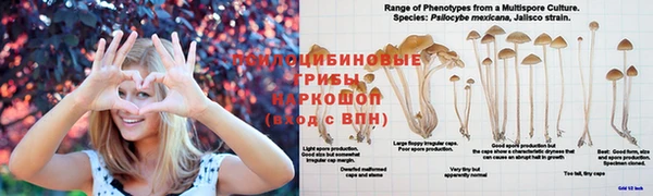 индика Костерёво